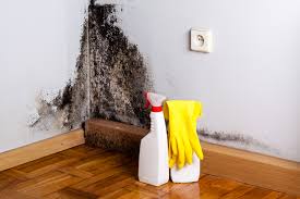 Best Attic Mold Removal in Lucerne Valley, CA